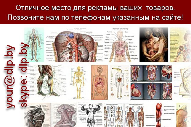 Запрос: «анатомия», рубрика: Медицина