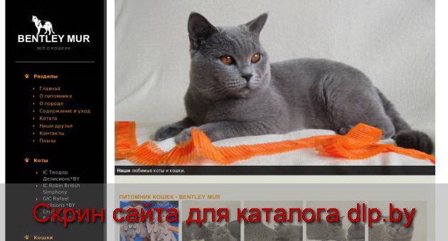 Питомник кошек - BENTLEY MUR - Информационный портал - cat.bri.by