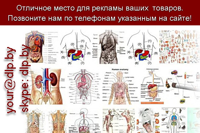 Запрос: «органы человека», рубрика: Медицина